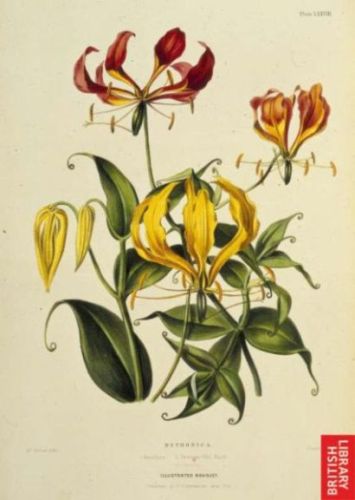 Methonica Superb Lily - Methonica (Gloriosa) superba - Глориоза роскошная